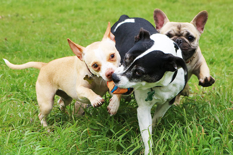 π DOGGY DAY CARE