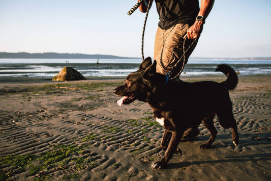 DOG WALKING